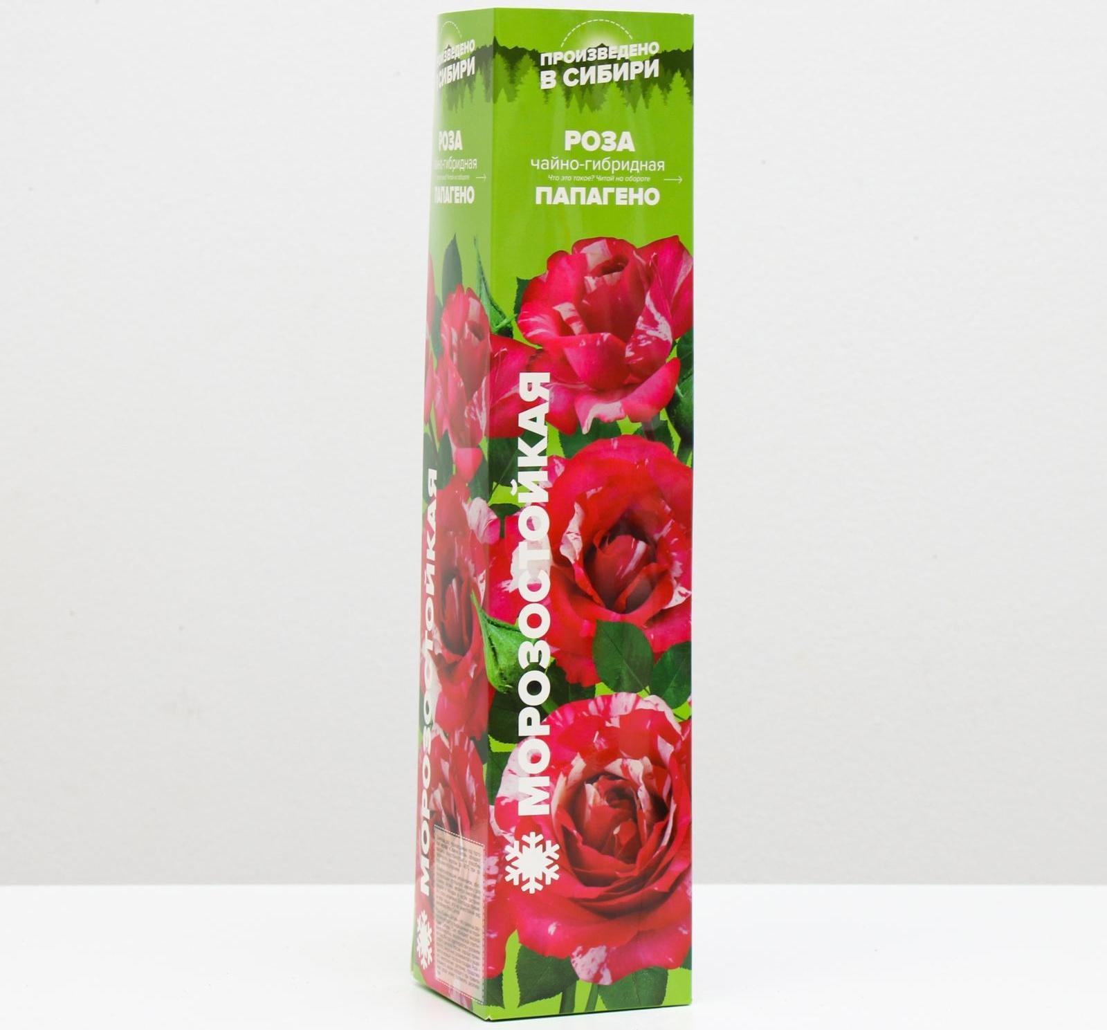 Саженец розы Папагено,  Весна 2024, 1 шт.