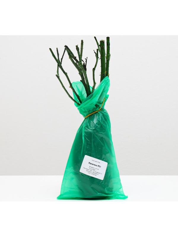 Саженец розы Папагено,  Весна 2024, 1 шт.