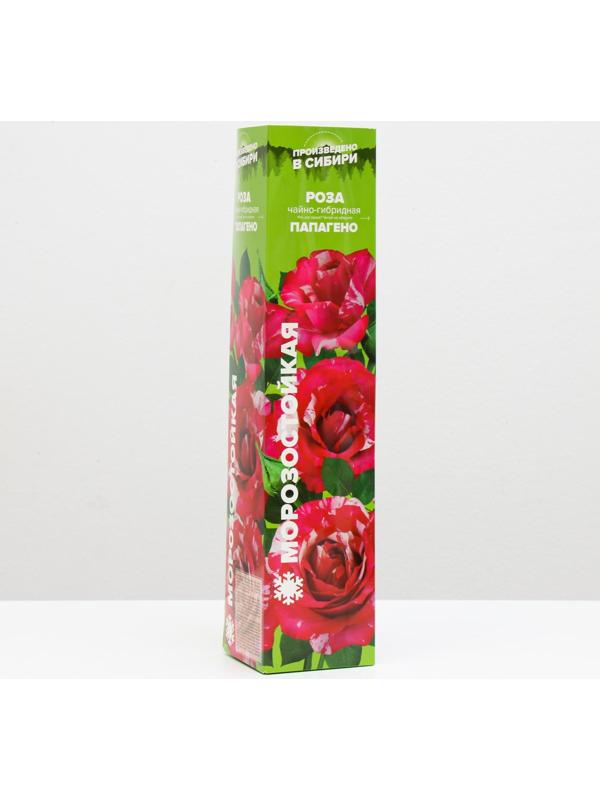 Саженец розы Папагено,  Весна 2024, 1 шт.