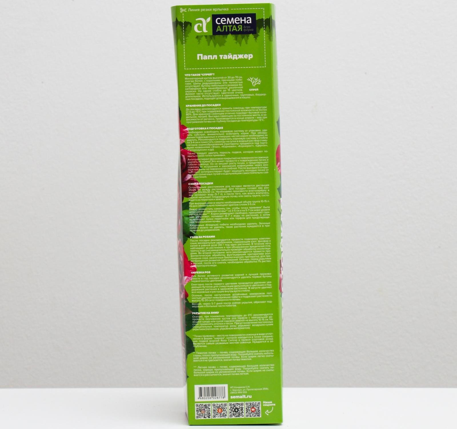 Саженец розы Папл Тайджер, Весна 2024, 1 шт.