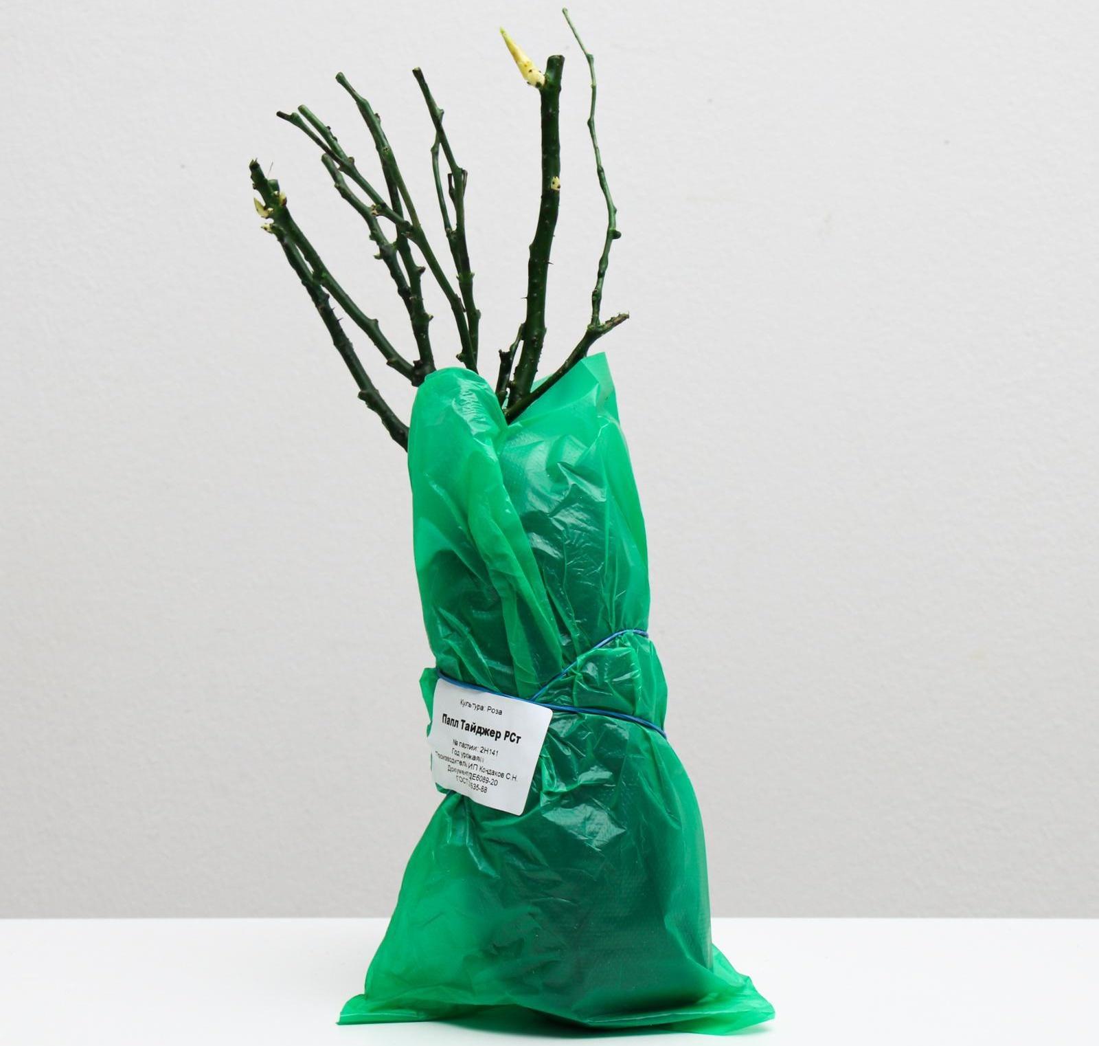 Саженец розы Папл Тайджер, Весна 2024, 1 шт.