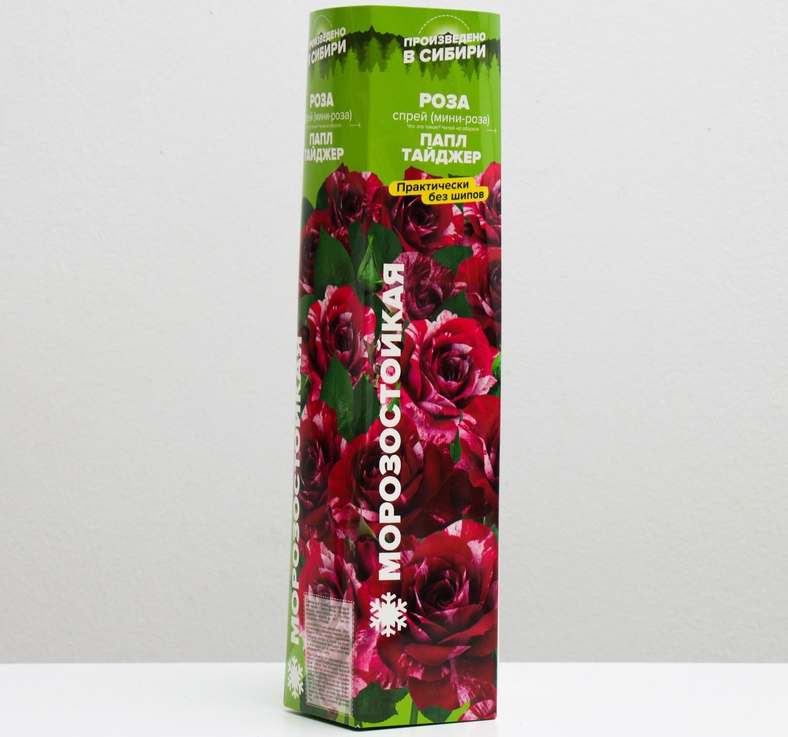 Саженец розы Папл Тайджер, Весна 2024, 1 шт.