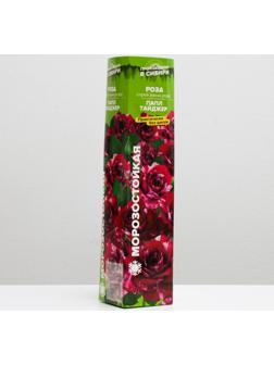 Саженец розы Папл Тайджер, Весна 2024, 1 шт.