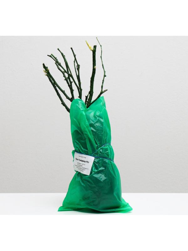 Саженец розы Папл Тайджер, Весна 2024, 1 шт.