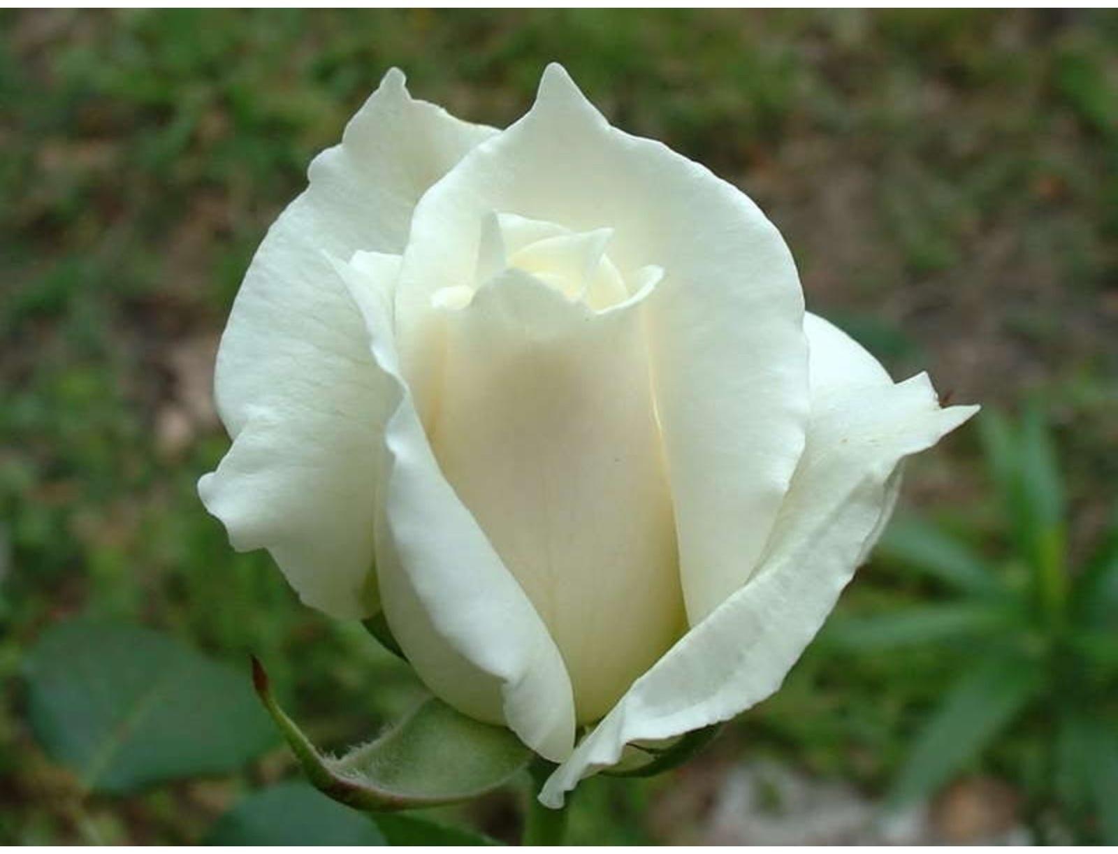 Саженец розы Паскаль, Весна 2024, 1 шт.