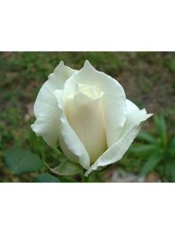 Саженец розы Паскаль, Весна 2024, 1 шт.