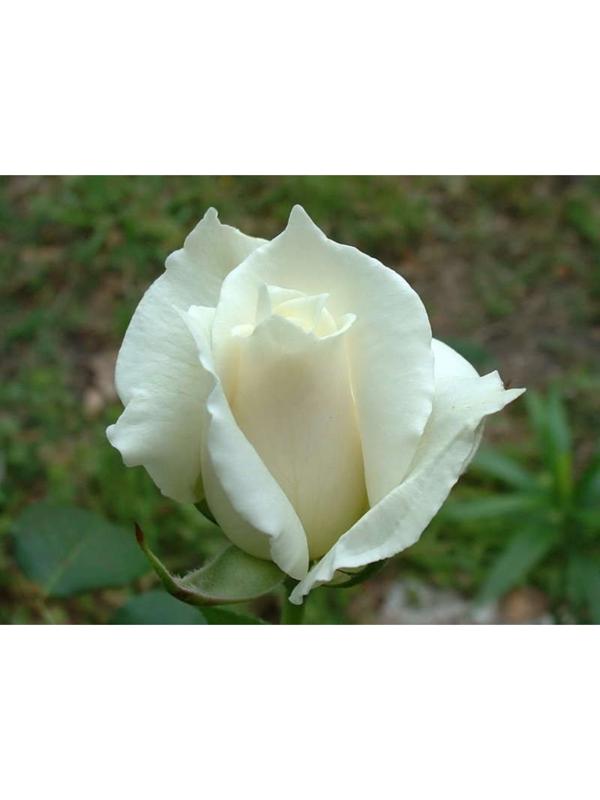 Саженец розы Паскаль, Весна 2024, 1 шт.