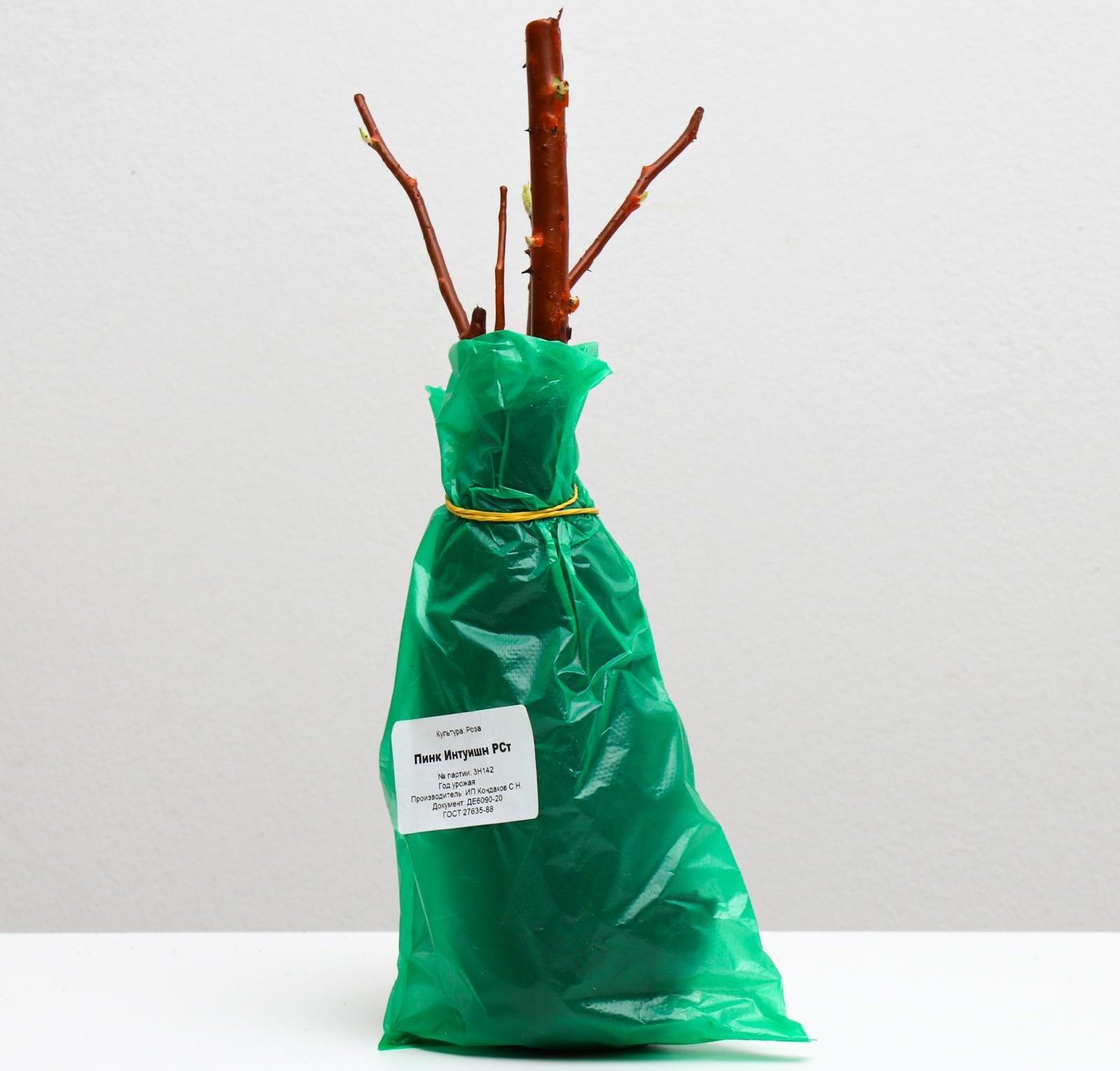 Саженец розы Пинк Интуишн,  Весна 2024, 1 шт.