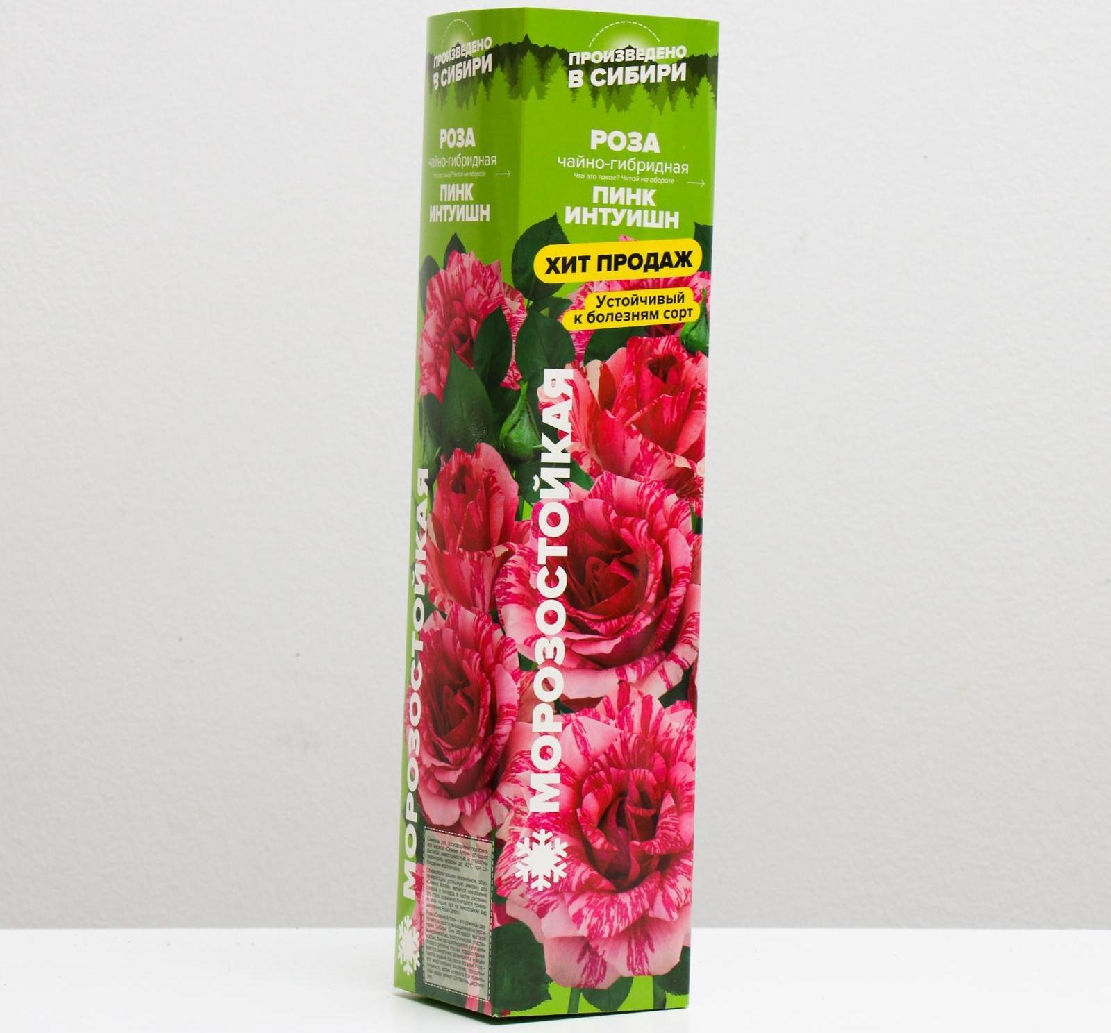 Саженец розы Пинк Интуишн,  Весна 2024, 1 шт.