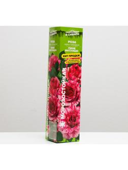 Саженец розы Пинк Интуишн,  Весна 2024, 1 шт.