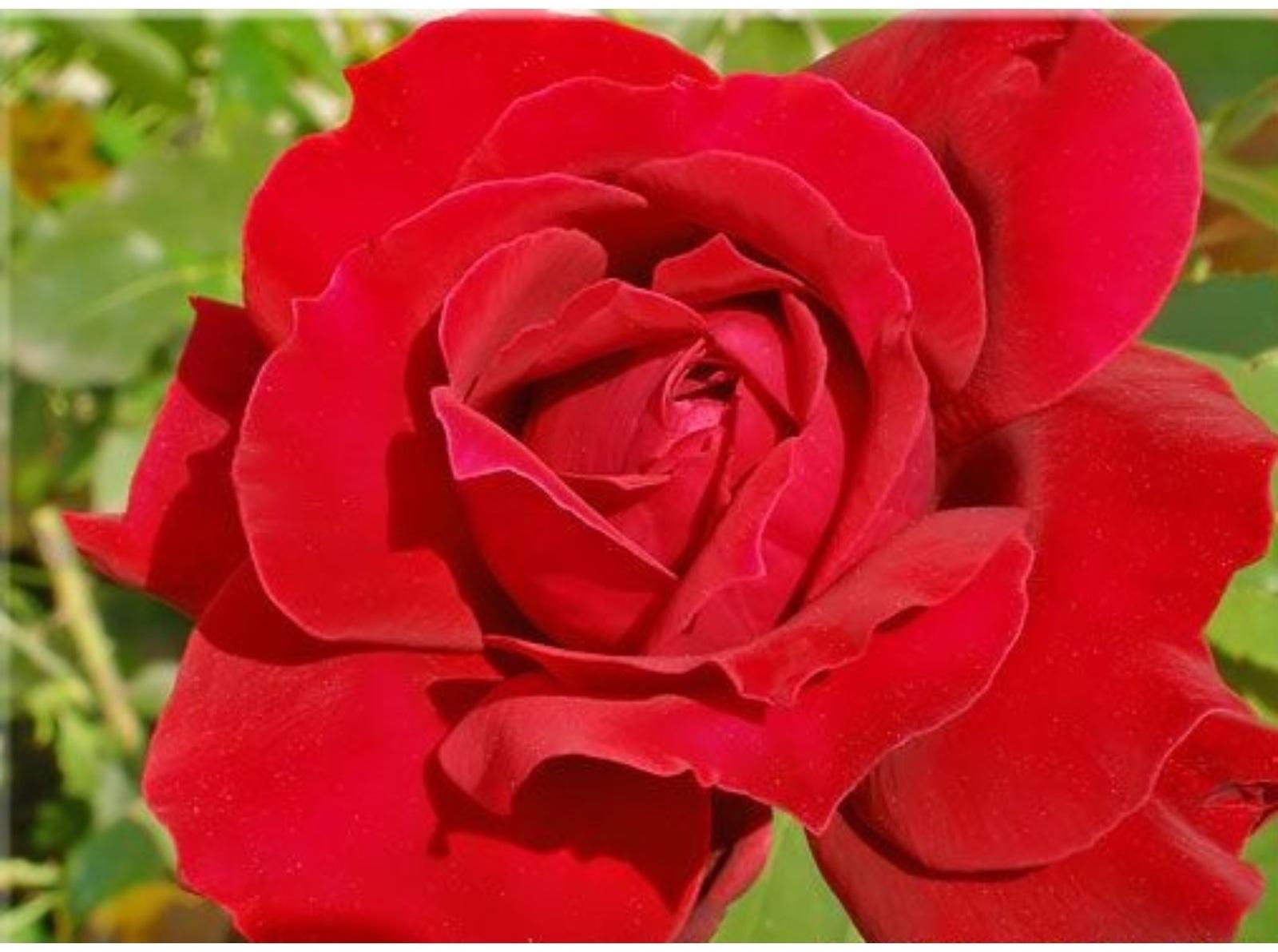 Саженец розы Преферанс Весна 2024, 1 шт.