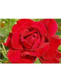 Саженец розы Преферанс Весна 2024, 1 шт.