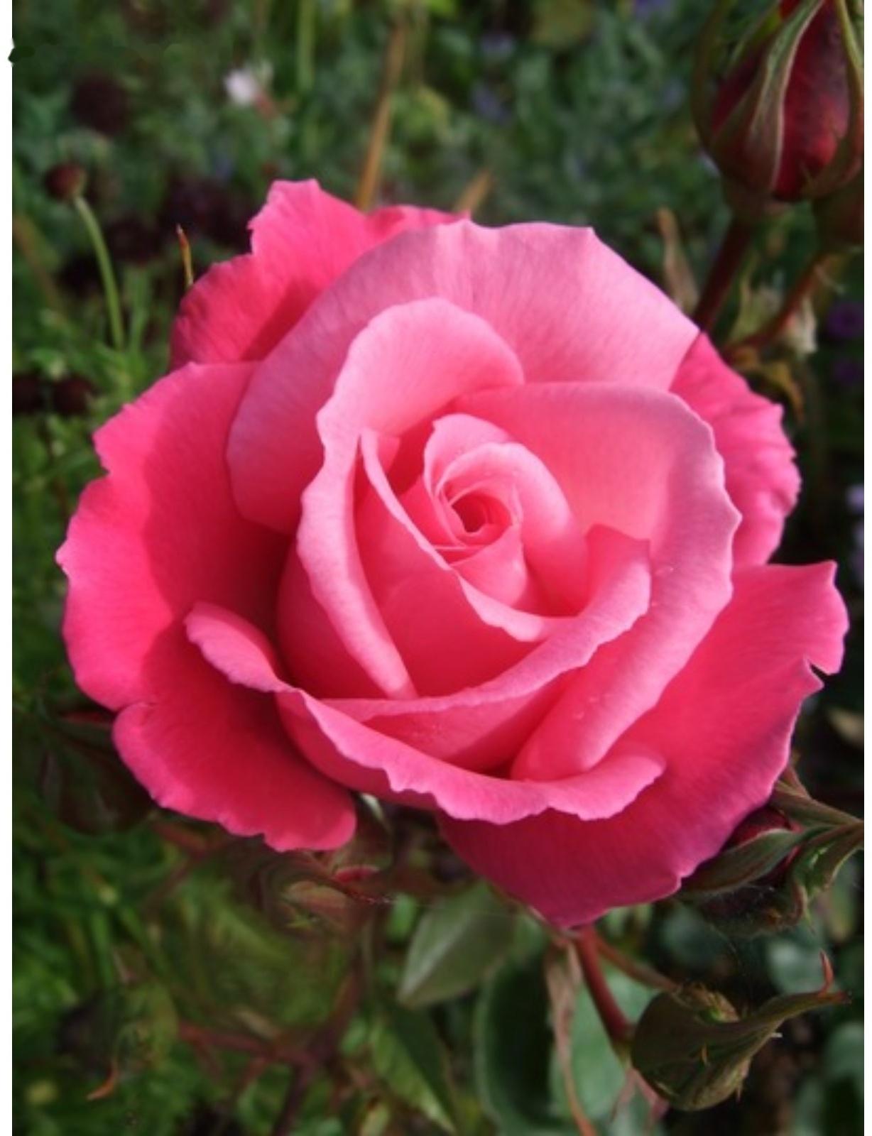 Саженец розы Прима Весна 2024, 1 шт.