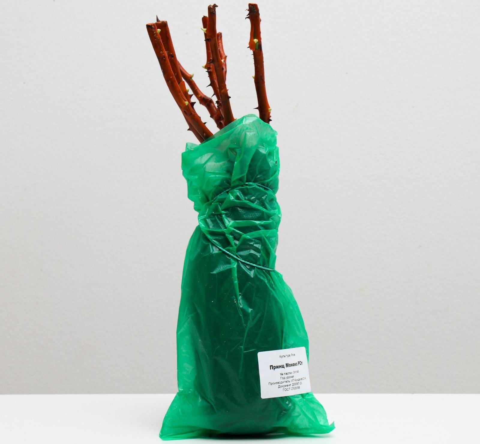 Саженец розы Принц Монако,  Весна 2024, 1 шт.