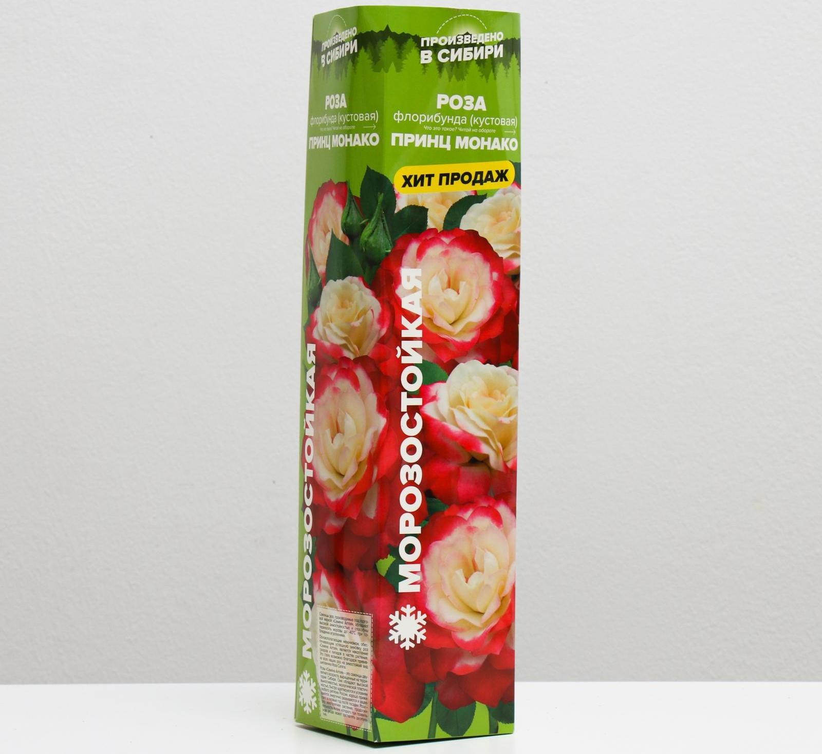 Саженец розы Принц Монако,  Весна 2024, 1 шт.