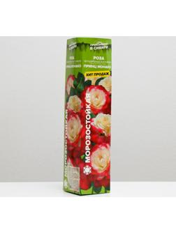 Саженец розы Принц Монако,  Весна 2024, 1 шт.