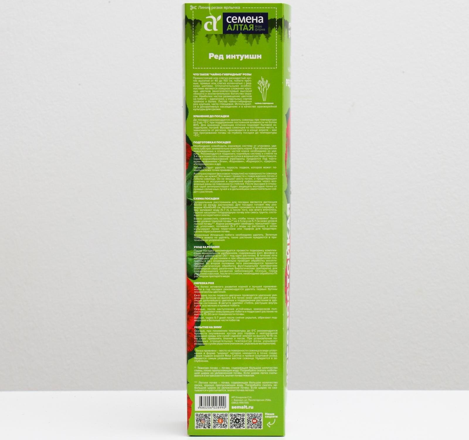 Саженец розы Ред Интуишн, Весна 2024, 1 шт.