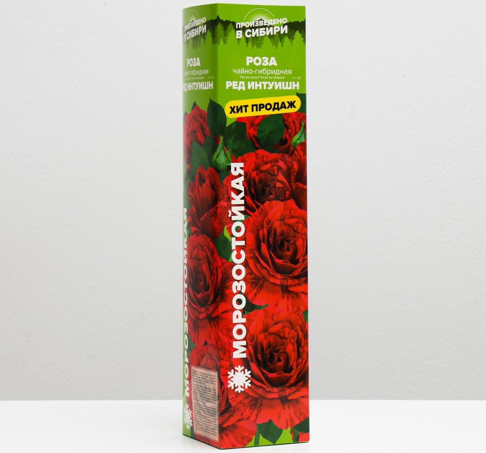 Саженец розы Ред Интуишн, Весна 2024, 1 шт.