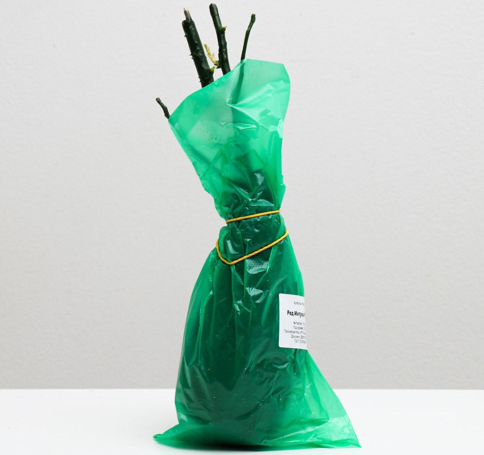 Саженец розы Ред Интуишн, Весна 2024, 1 шт.