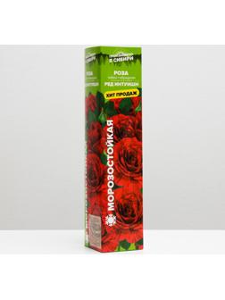 Саженец розы Ред Интуишн, Весна 2024, 1 шт.