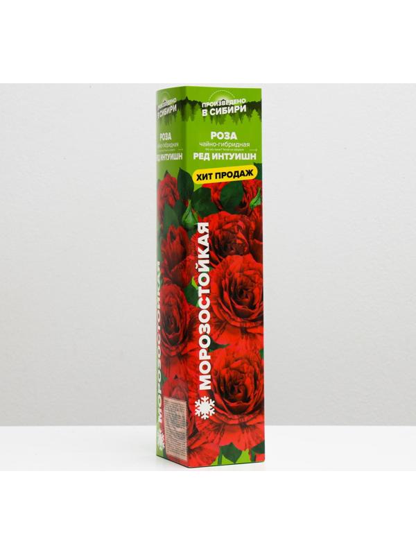 Саженец розы Ред Интуишн, Весна 2024, 1 шт.