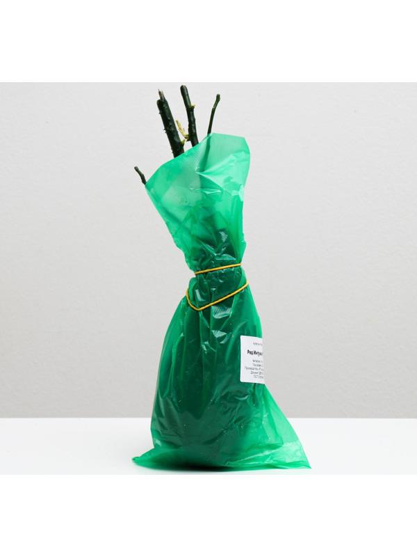 Саженец розы Ред Интуишн, Весна 2024, 1 шт.