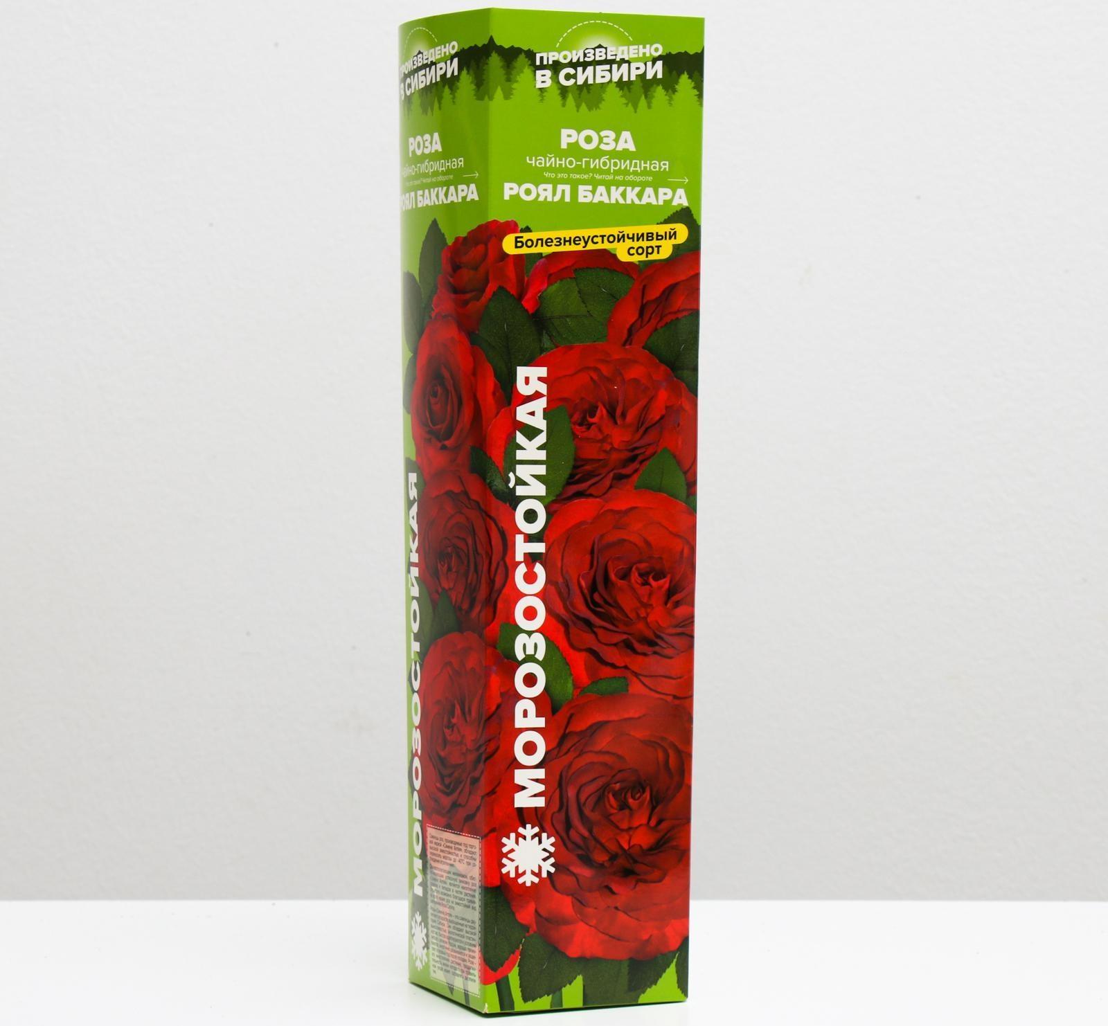 Саженец розы Роял Баккара,  Весна 2024, 1 шт.