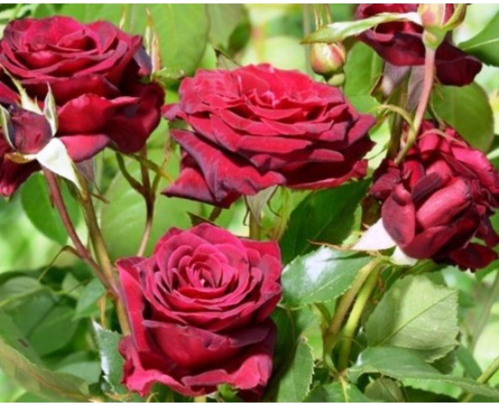 Саженец розы Роял Баккара,  Весна 2024, 1 шт.