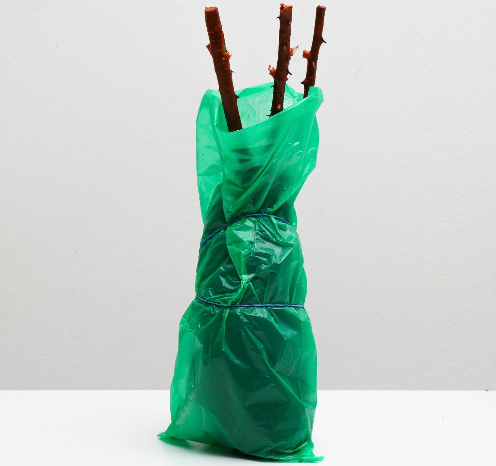 Саженец розы Роял Баккара,  Весна 2024, 1 шт.