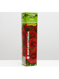 Саженец розы Роял Баккара,  Весна 2024, 1 шт.