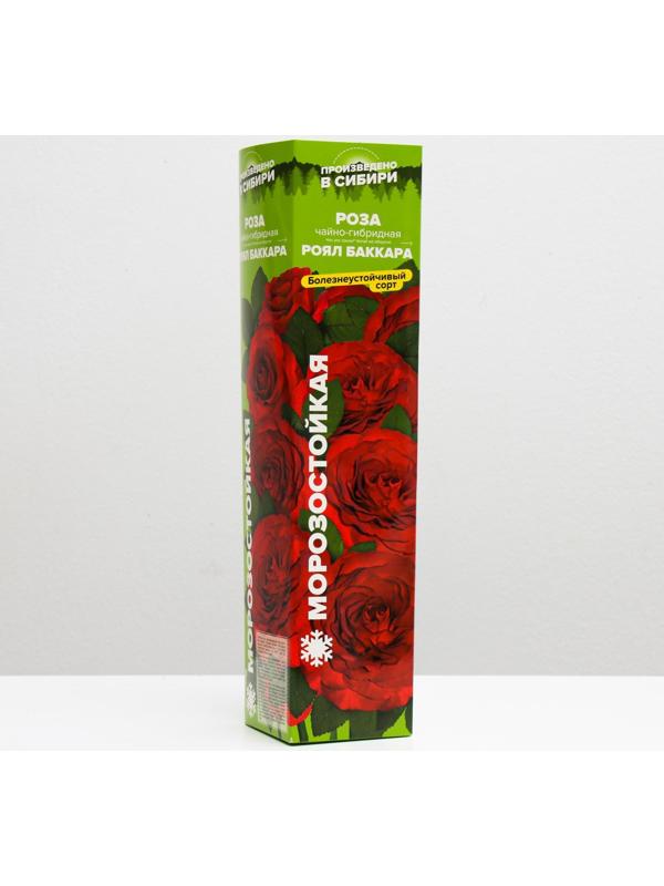 Саженец розы Роял Баккара,  Весна 2024, 1 шт.