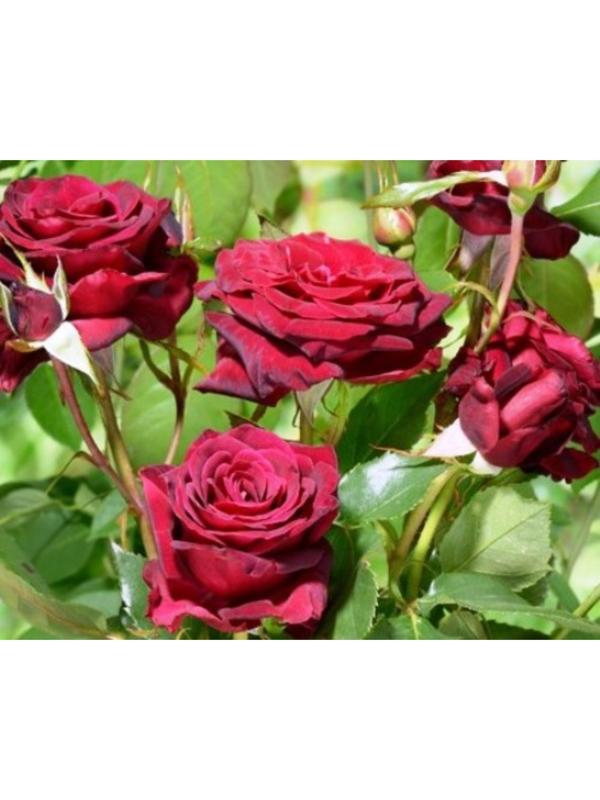 Саженец розы Роял Баккара,  Весна 2024, 1 шт.