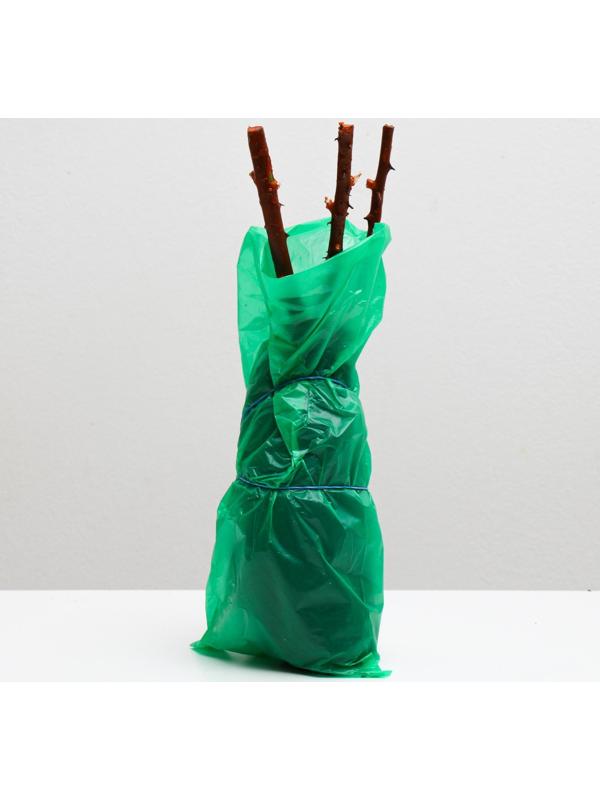 Саженец розы Роял Баккара,  Весна 2024, 1 шт.