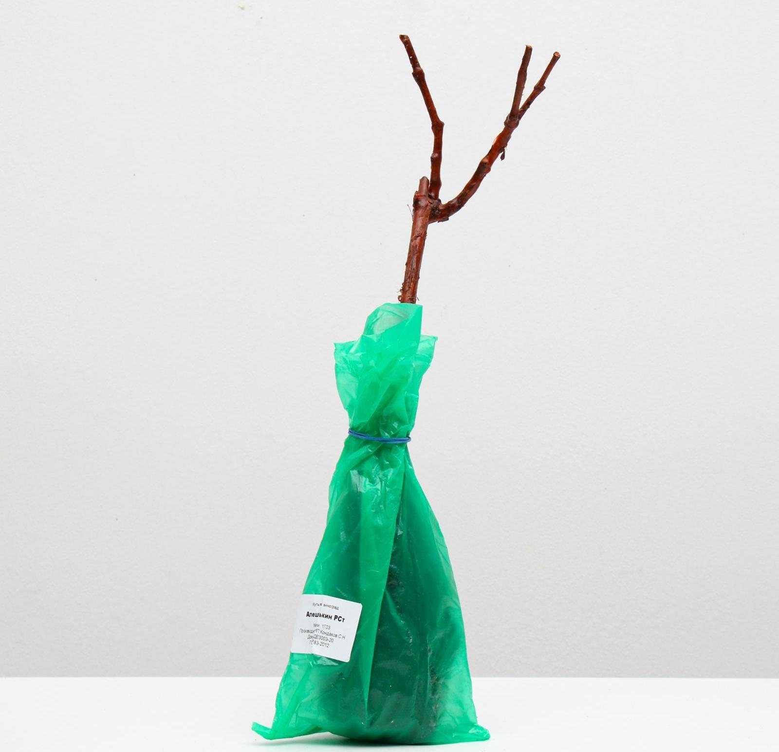 Саженец винограда Алешенькин,  Весна 2024, 1 шт.