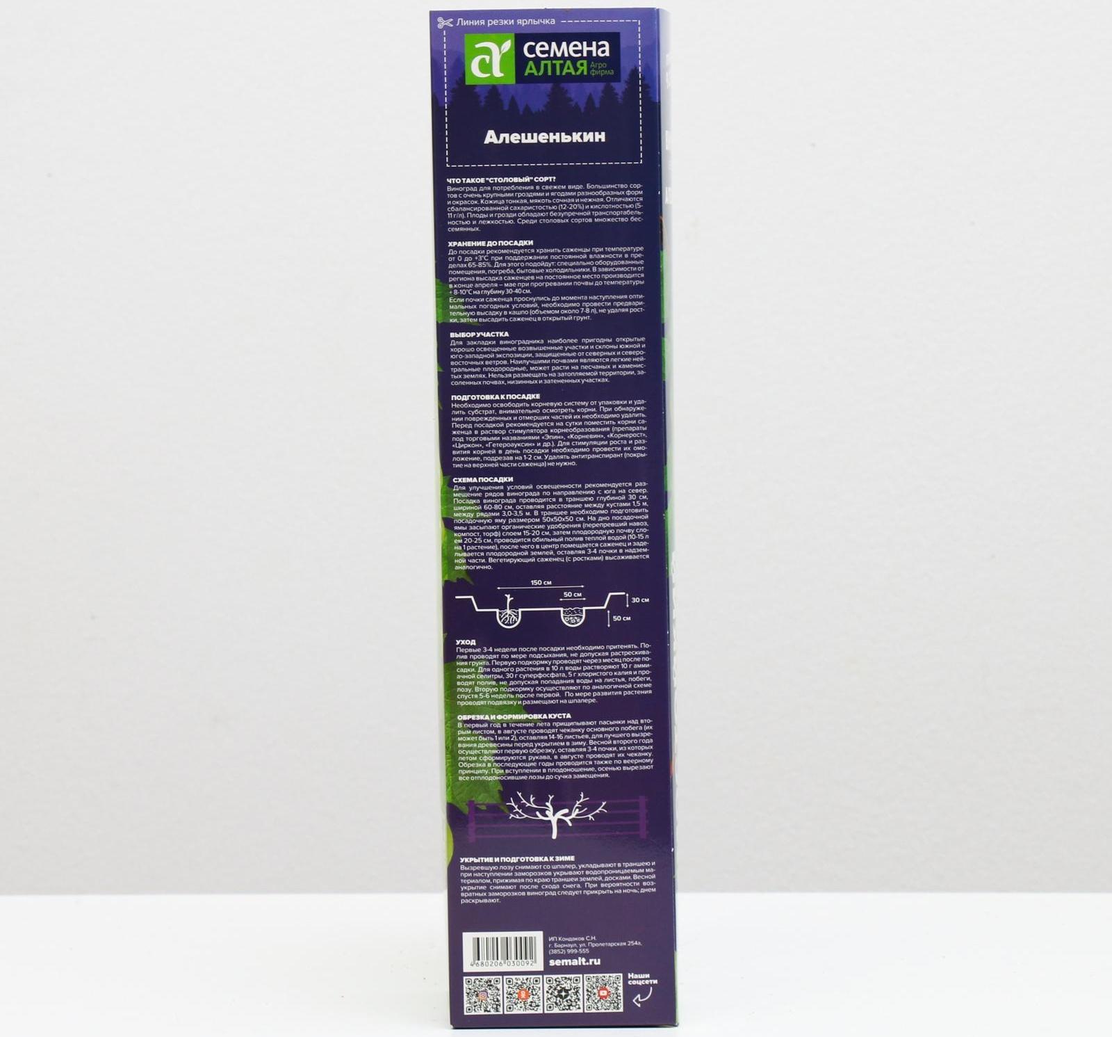 Саженец винограда Алешенькин,  Весна 2024, 1 шт.