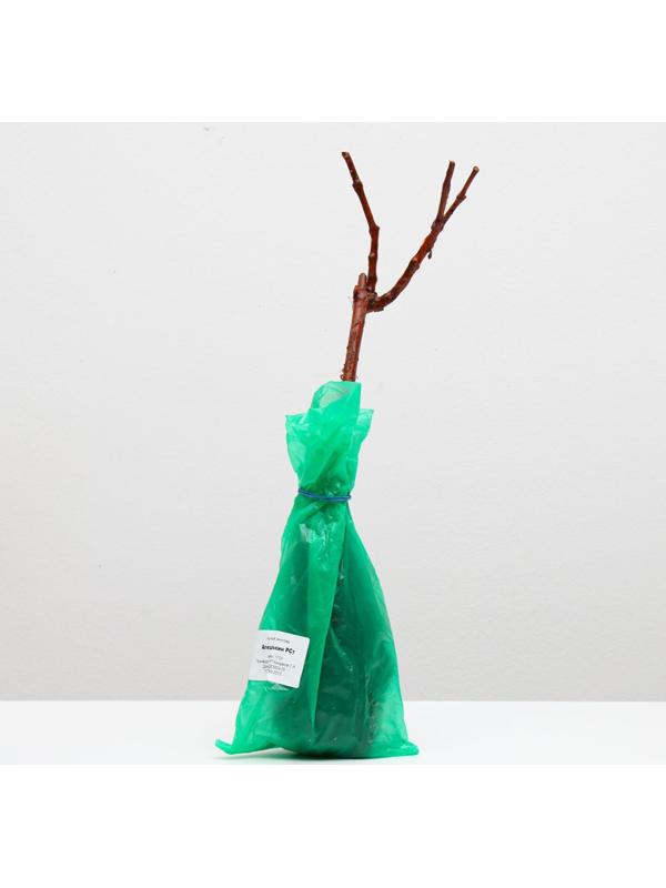 Саженец винограда Алешенькин,  Весна 2024, 1 шт.