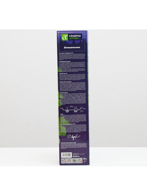 Саженец винограда Алешенькин,  Весна 2024, 1 шт.