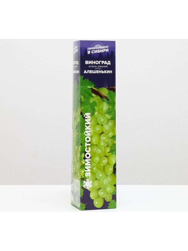 Саженец винограда Алешенькин,  Весна 2024, 1 шт.