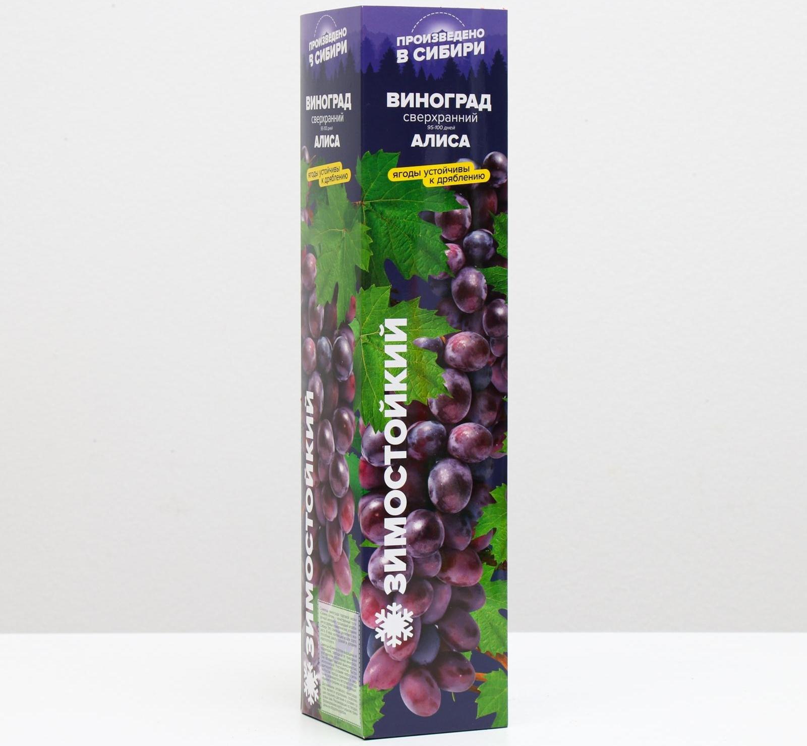 Саженец винограда Алиса,  Весна 2024, 1 шт.