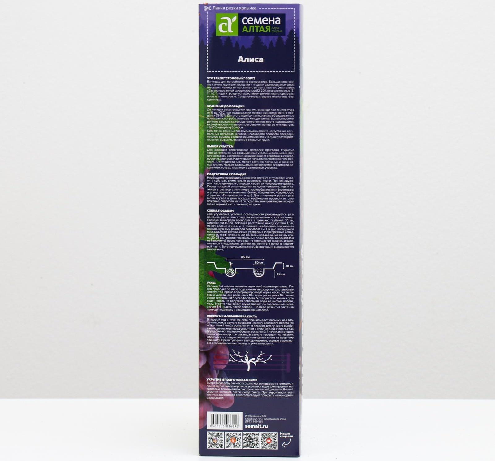 Саженец винограда Алиса,  Весна 2024, 1 шт.