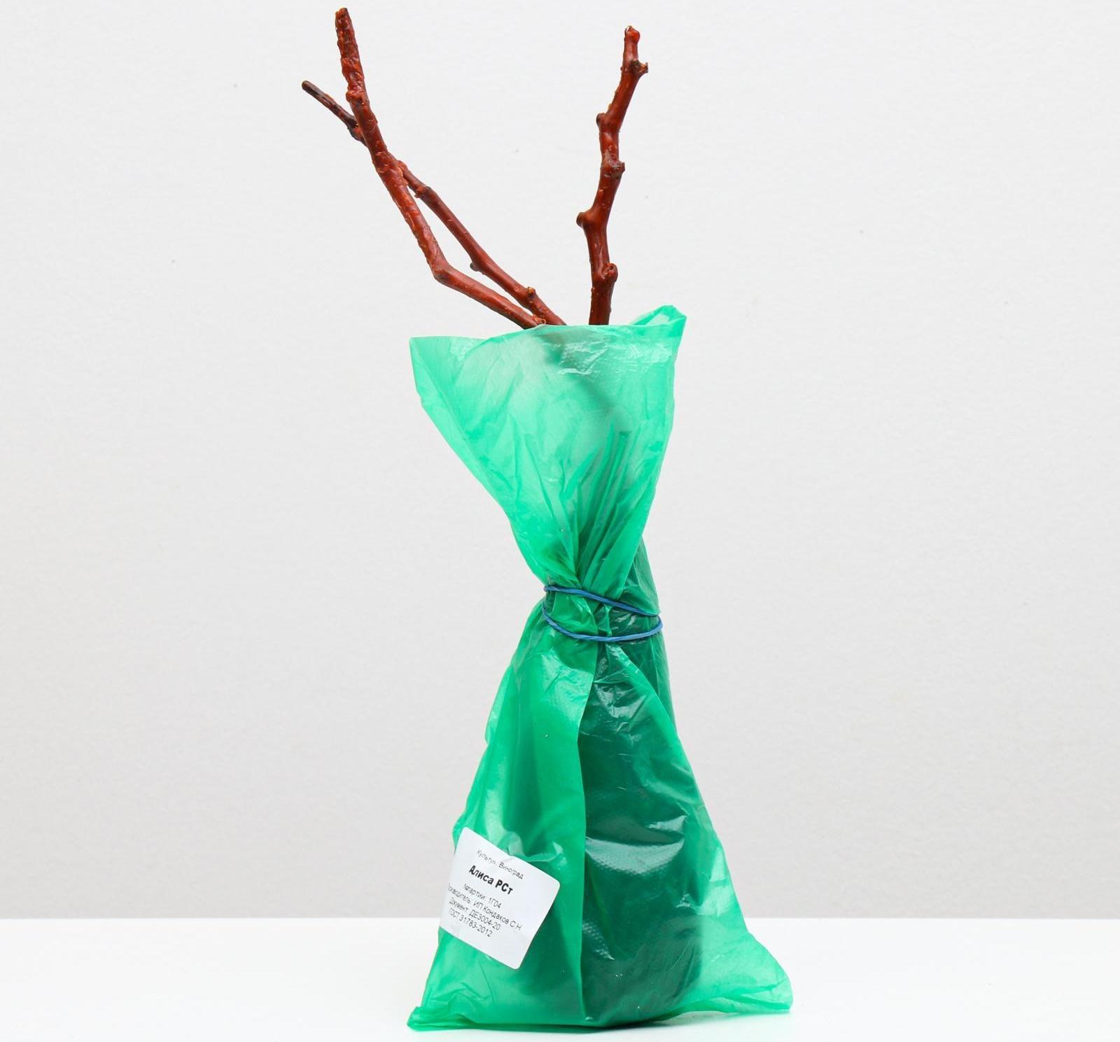 Саженец винограда Алиса,  Весна 2024, 1 шт.