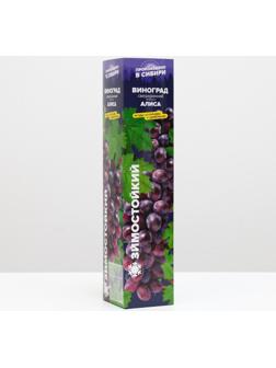 Саженец винограда Алиса,  Весна 2024, 1 шт.