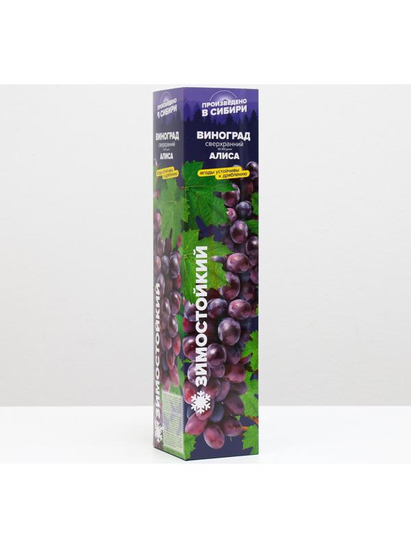 Саженец винограда Алиса,  Весна 2024, 1 шт.