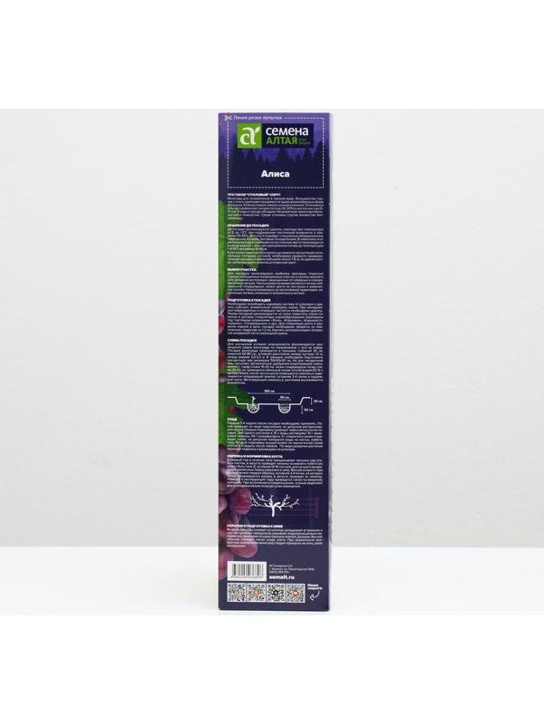 Саженец винограда Алиса,  Весна 2024, 1 шт.