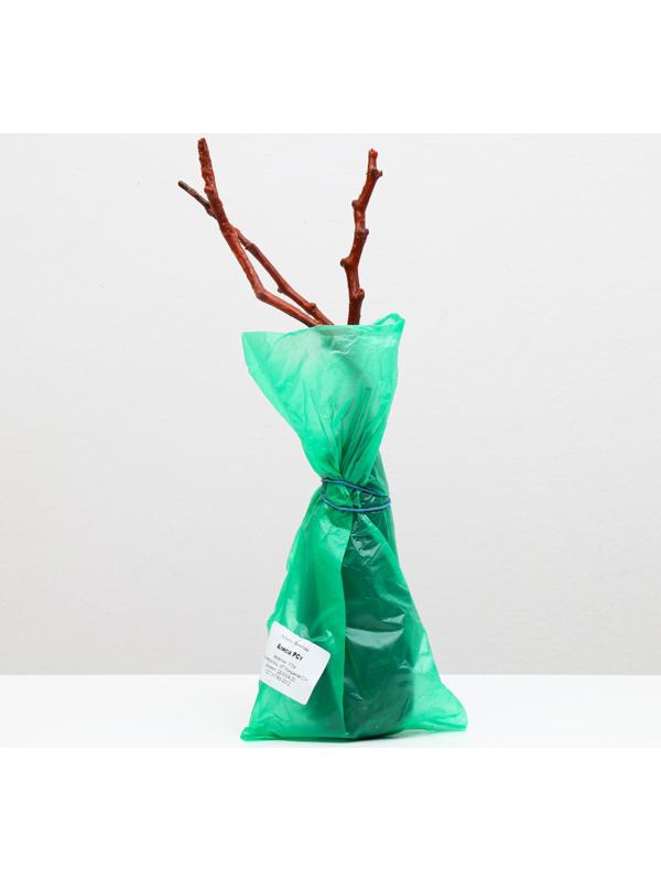 Саженец винограда Алиса,  Весна 2024, 1 шт.