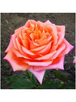 Саженец розы Седукцион Весна 2024, 1 шт.