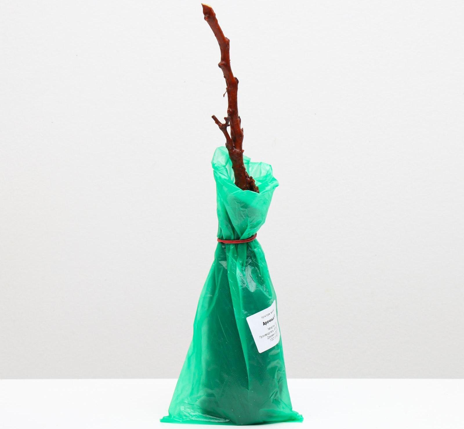 Саженец винограда Арочный,  Весна 2024, 1 шт.