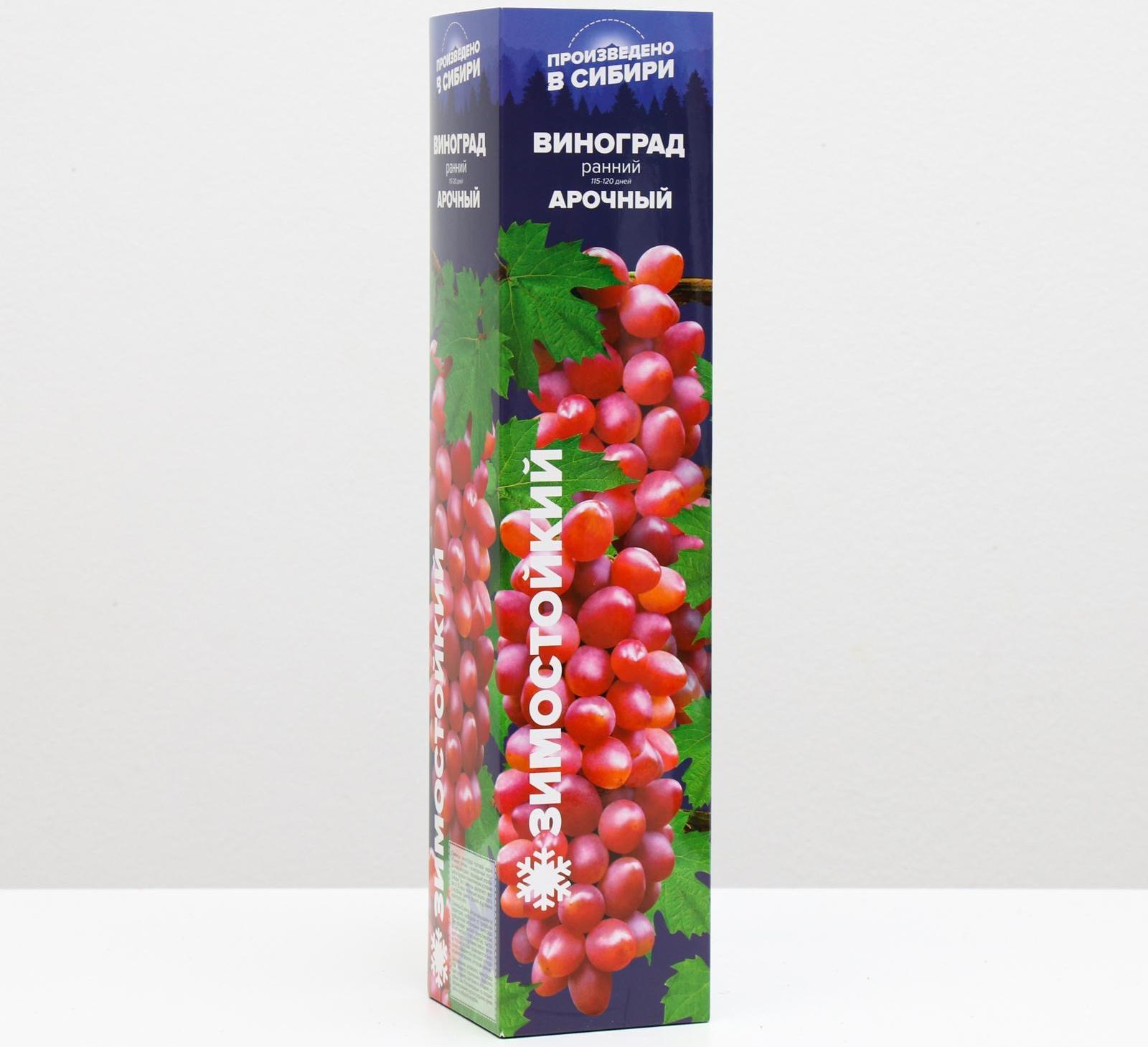 Саженец винограда Арочный,  Весна 2024, 1 шт.