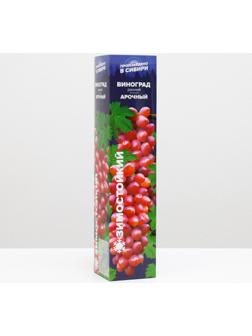 Саженец винограда Арочный,  Весна 2024, 1 шт.