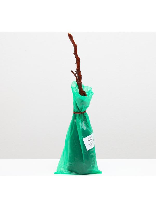 Саженец винограда Арочный,  Весна 2024, 1 шт.